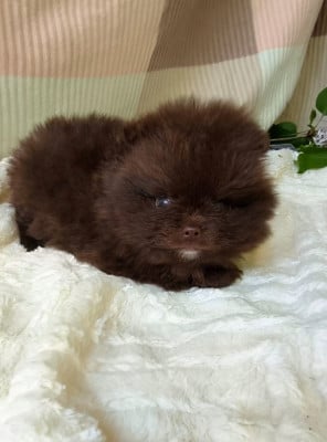 Les chiots de Spitz allemand