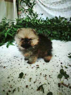 Les chiots de Spitz allemand