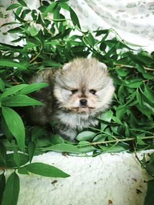 Les chiots de Spitz allemand