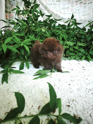 Les chiots de Spitz allemand
