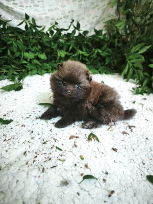 Les chiots de Spitz allemand