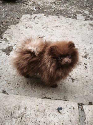 Les chiots de Spitz allemand