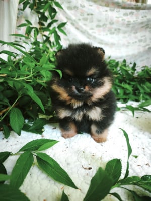 Les chiots de Spitz allemand