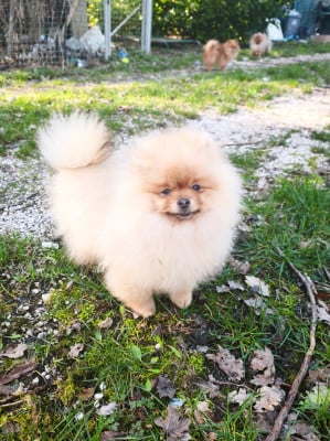 Les chiots de Spitz allemand