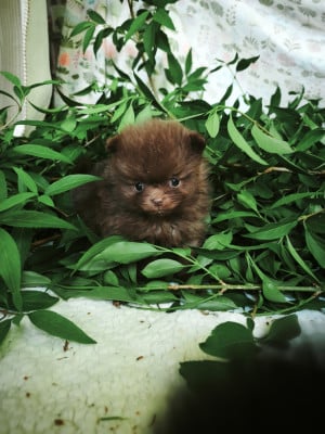 Les chiots de Spitz allemand