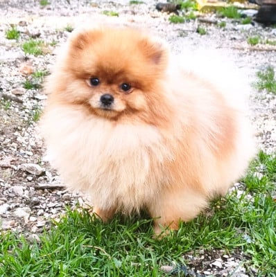 Les chiots de Spitz allemand