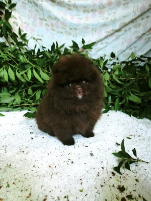 Les chiots de Spitz allemand