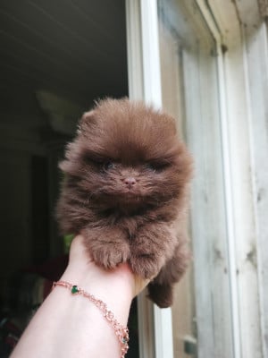 Les chiots de Spitz allemand
