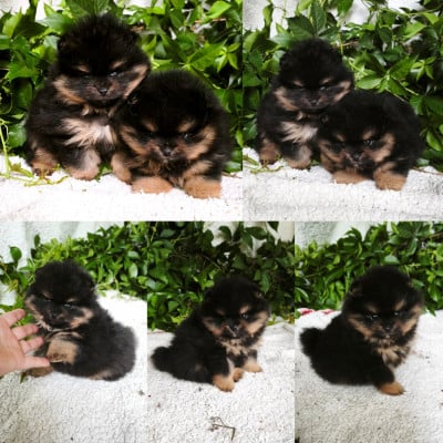 Les chiots de Spitz allemand