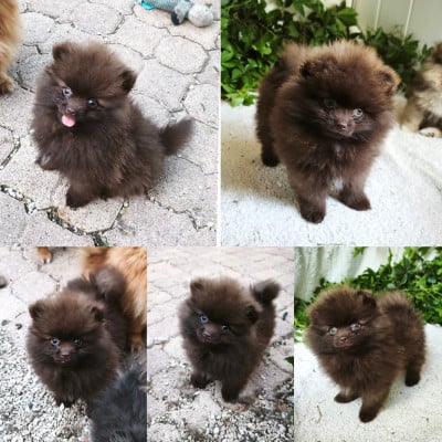 Les chiots de Spitz allemand