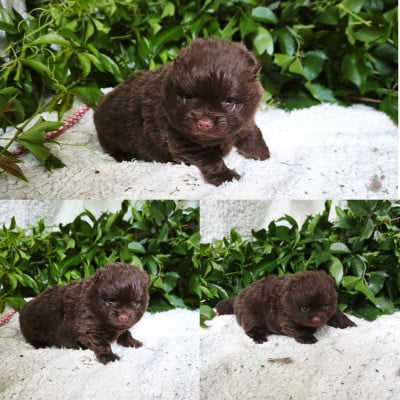 Les chiots de Spitz allemand