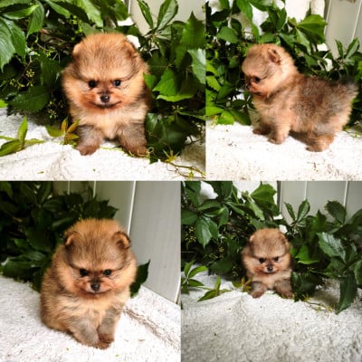 Les chiots de Spitz allemand