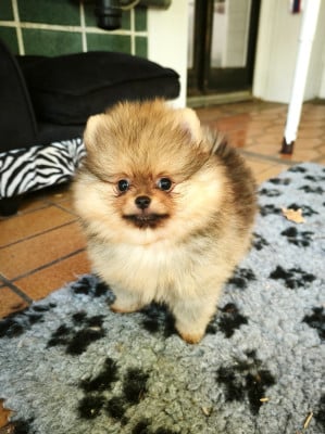 Les chiots de Spitz allemand