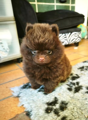 Les chiots de Spitz allemand
