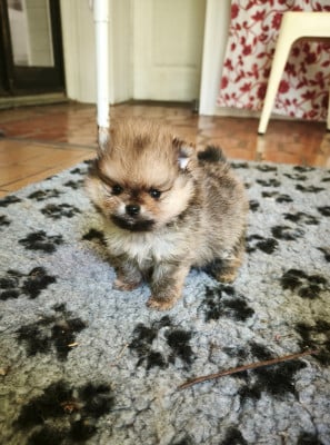 Les chiots de Spitz allemand
