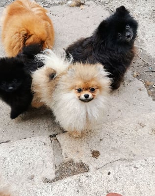Les chiots de Spitz allemand