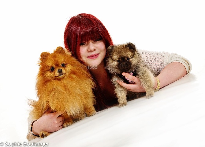 Accueil Elevage De La Beaute Francaise Eleveur De Chiens Spitz Allemand Nain Petit Pomeranien