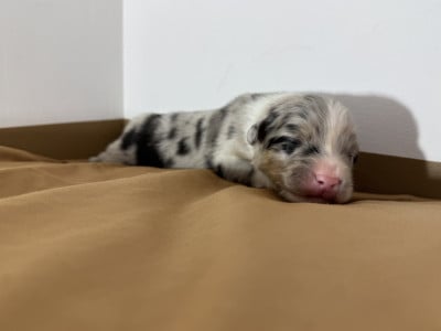 Les chiots de Berger Australien