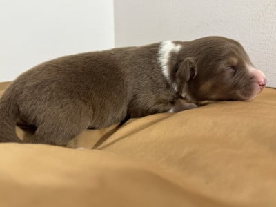Les chiots de Berger Australien