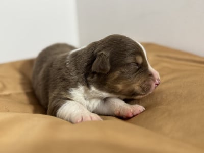 Les chiots de Berger Australien
