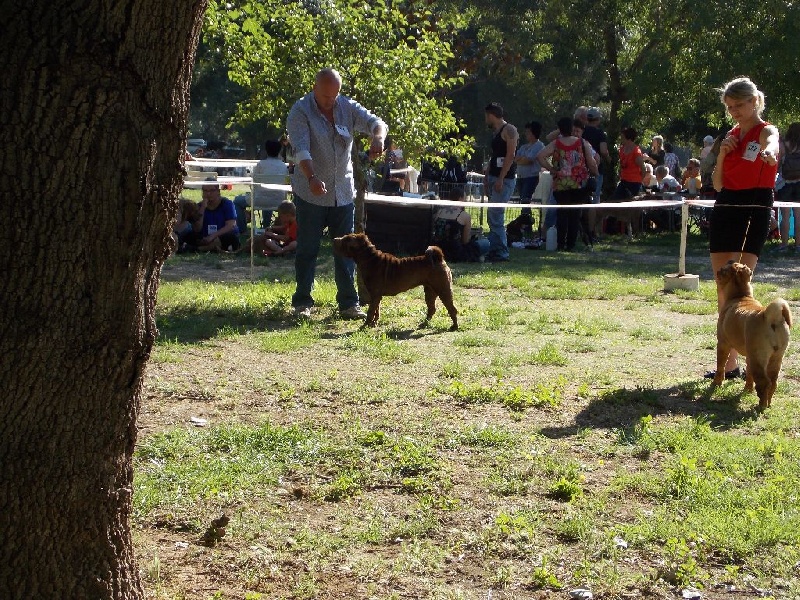 Hot sugar chocolate des Legendes Indiennes - 2 ème Excellent RCACS