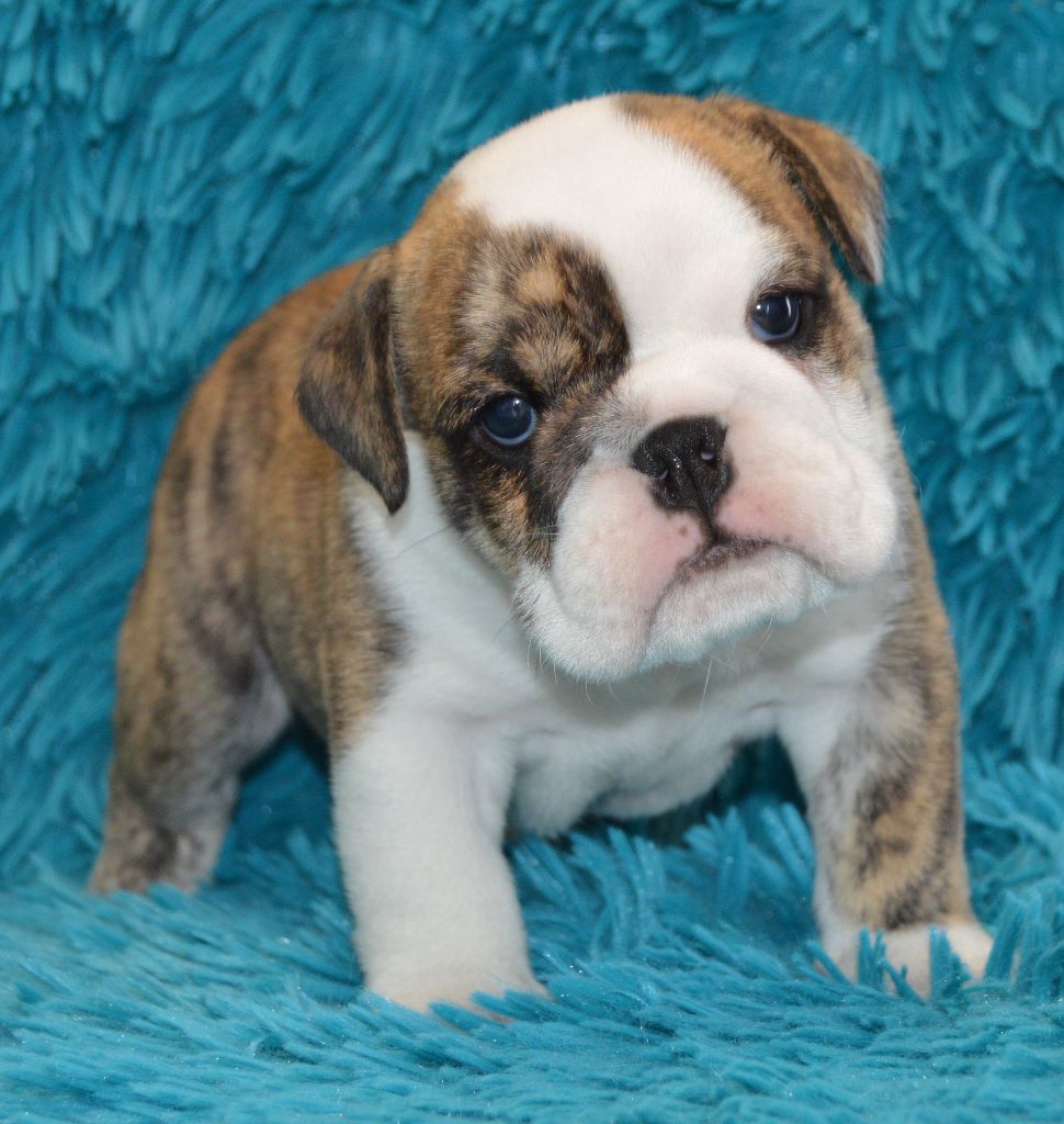 Pin's - Bulldog Anglais