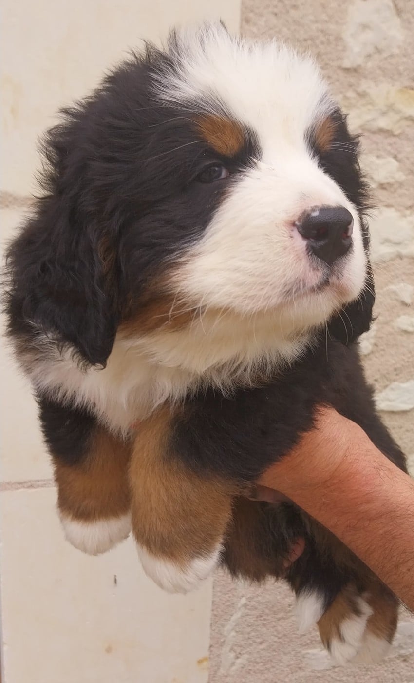 B..........Des Eaux De Brenne - Bouvier Bernois