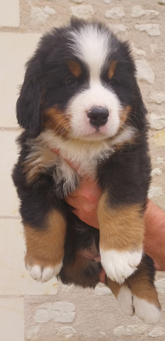 B..........Des Eaux De Brenne - Bouvier Bernois