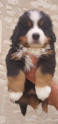 Les chiots de Bouvier Bernois