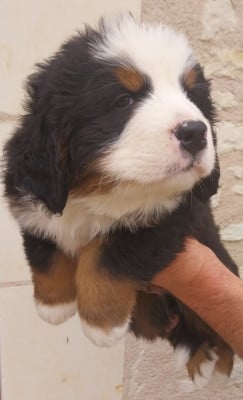 Les chiots de Bouvier Bernois