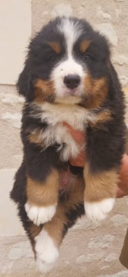 Les chiots de Bouvier Bernois