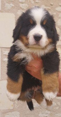 Les chiots de Bouvier Bernois