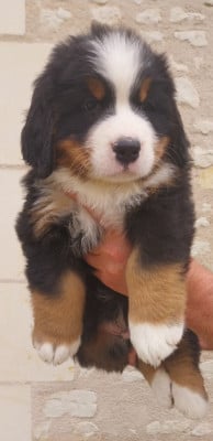 Les chiots de Bouvier Bernois