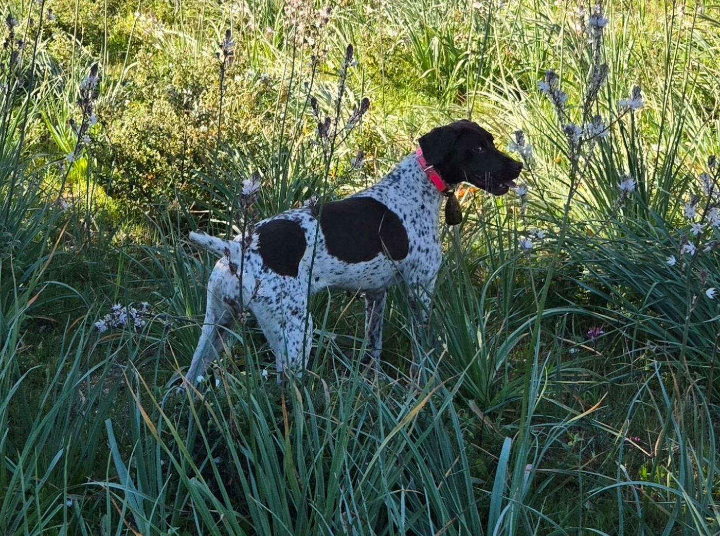 Publication : De Moca-Croce