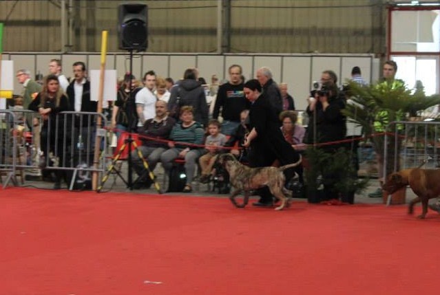 Héra du clan des molosses - 1ere Excellente en classe Jeune :"Meilleure Jeune"