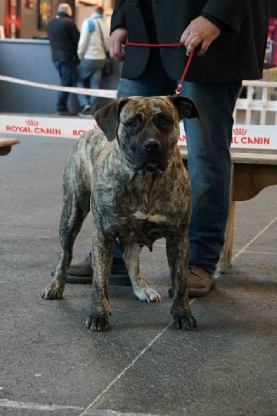 Héra du clan des molosses - 1 ère Excellent classe ouverte