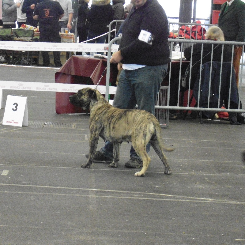 Héra du clan des molosses - 2ème Excellente classe ouverte RCACS -RCACIB