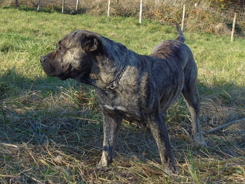 Héra du clan des molosses - 1ere Excellente en classe intermediaire CACS + Meilleure de Race