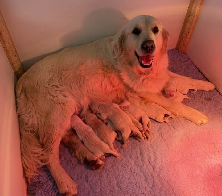 Golden Retriever - De L'Ange Gardien Ckaina