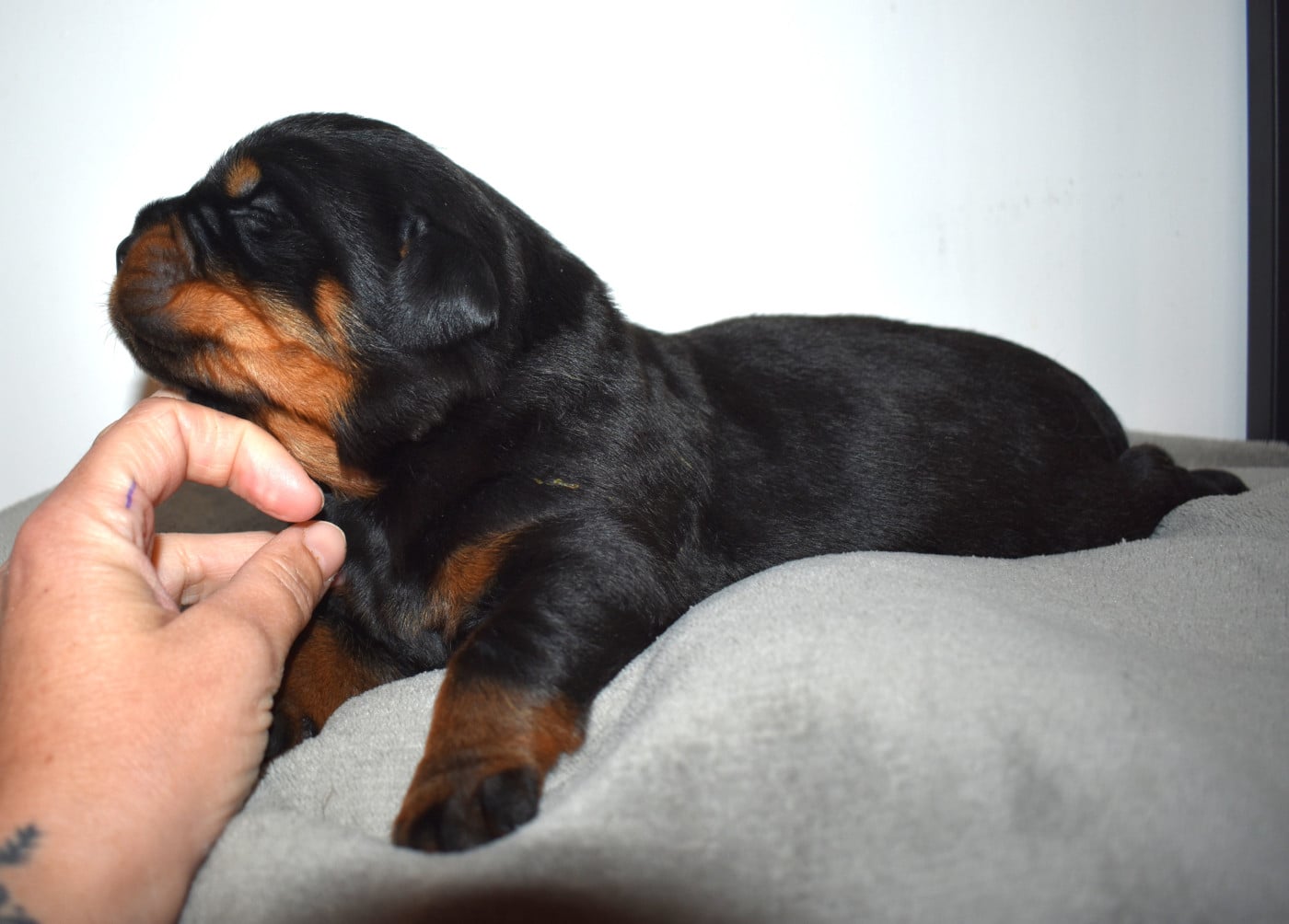 Chiot Rottweiler