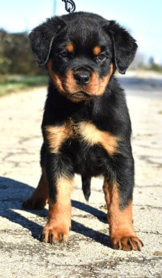 Les chiots de Rottweiler