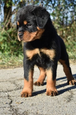 Les chiots de Rottweiler