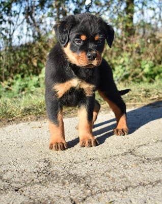Les chiots de Rottweiler
