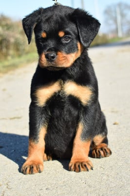 Les chiots de Rottweiler