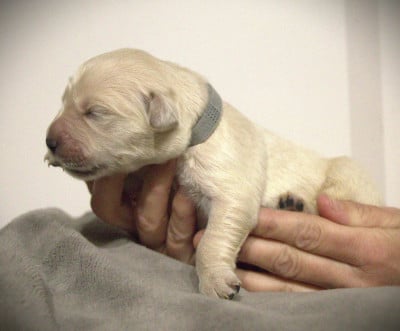 Les chiots de Golden Retriever