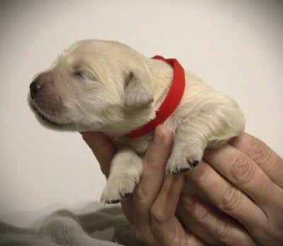 Les chiots de Golden Retriever