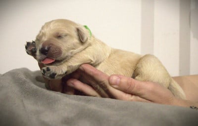 Les chiots de Golden Retriever