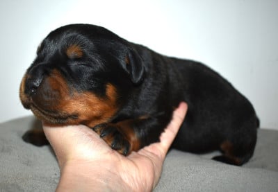 Les chiots de Rottweiler