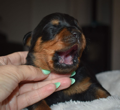 Les chiots de Rottweiler