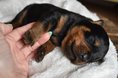 Les chiots de Rottweiler